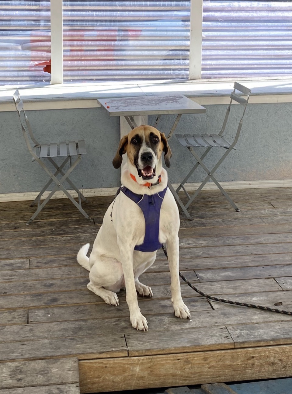 Farrah - Chief Morale Officer